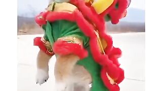 Funny latest video 2023