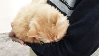 Beautiful amazing cat video 2023