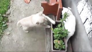Baby Cats