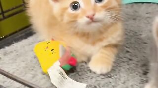 Cute Kitten vs The World: Adorable Reactions!