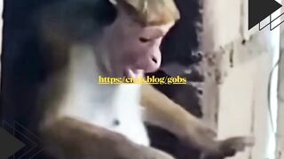 Kaki monyet satu ini emang gabisa diem! ????????