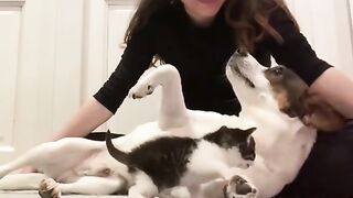 First Meeting! Cat & Dog—Friends or Rivals?