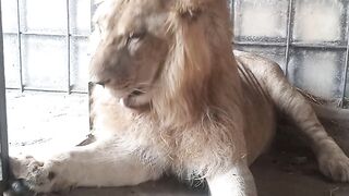Lion is cool and mauj masti