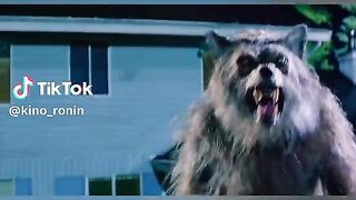 Dog loyality