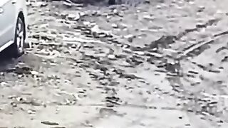 Dog Start a tractor
