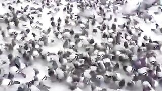 Subhanallah Subhanallah ???????????? please like my video and Scribe my channel