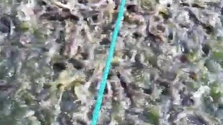 Ikan lele betah dikolam, sehat, dan irit pakan dengan 2 kombinasi ini
