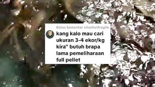 Cetak ikan lele sampai ukuran besar itu harus matang perhitungan