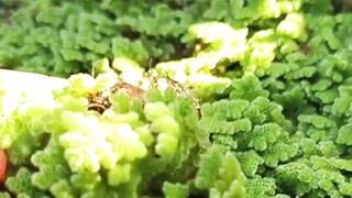 Apakah budidaya lele pakan full Azolla hasilnya bisa sama dengan pakan pelet
