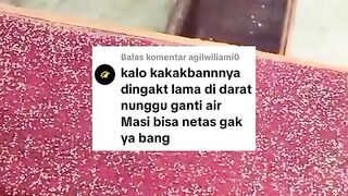 Angkat kakaban tapi jangan terlalu lama didarat, telur bisa gagal menetas