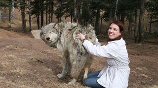 Full one girl one wolf viral video one girl one wolf video trending
