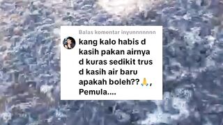 Jangan melakukan apapun setelah ngasih makan lele apalagi otak-atik air kolam