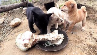 Cute Little Puppies