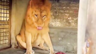 I don't speak lion's language but I totally understand what this lion's saying here