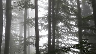 One Girl One Wolf Video