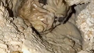 What animal is this?