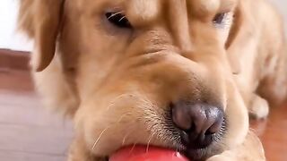 funny animals moment????????????