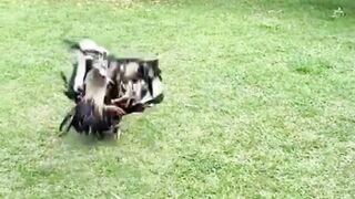 ASIAMPO AGEN SABUNG AYAM BANGKOK TERBESAR DI INDONESIA