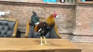ASIAMPO TEMPAT BERMAIN SABUNG AYAM PALING AMAN DAN NYAMAN