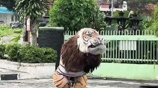 hawimau?