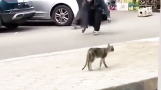 Bili ko Marna ghunha hai