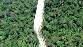 Anaconda snake