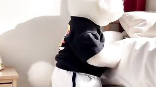Cute puppy
