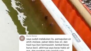 Pemupukan air kolam dengan Em4+Molase, Bibis pakan dengan Maxoil, Begini jadinya