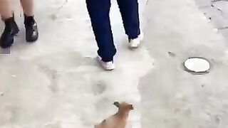 funny cat