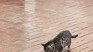 other vs my cat