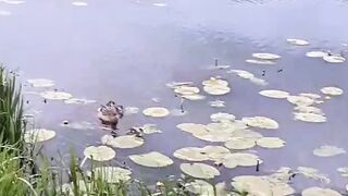 Ducks with kids swimming in water