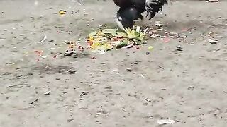 ALFABET88 AGEN SABUNG AYAM TAJEN BALI