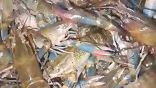 Freshwater shrimp ready for sale