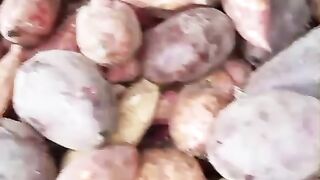 Harvest in the garden of rambat bulbs