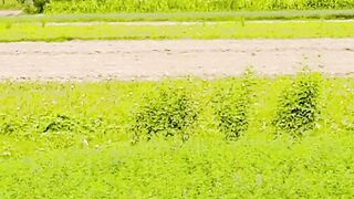 Greenery