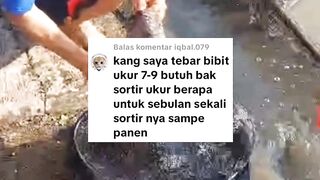 Pembesaran lele minimal miliki bak sortir ukuran ini