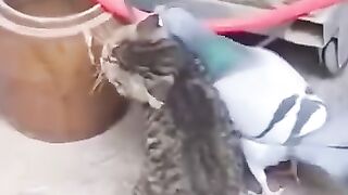Funny video