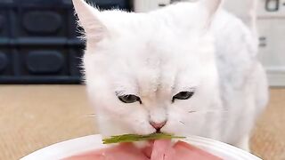 Relaxing Cat Eating ASMR | Soothing Crunch Sounds