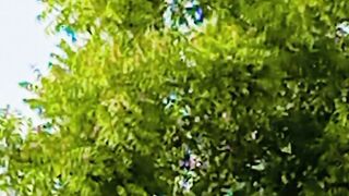 Greenery