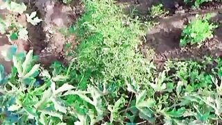 Greenery place