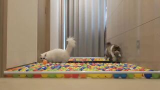 Ballpool Obstacle Course Challenge