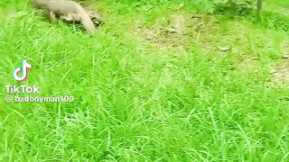 দেশি সান্ডা খুঁজে পাইছি