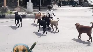 Street Little Princess Gets Royal Service from Her Street Dogs! (Heartwarming Video)