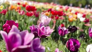Beautiful flowers ????