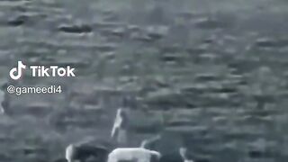 Guard Dog Vs 11 Cayotes