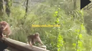 Dikasih makan malah ngelunjak! ????