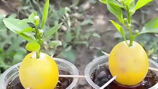 Lemon grow with Coca Cola #fruits #garden #experiment.