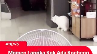 Pura-pura kaget dong, kasian dia udah capek ngagetin ???????? . . . . Konten dari 'lani'