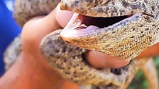 ডাইনোসরের বাচ্চা পেলাম জঙ্গলে