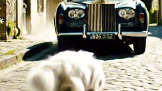 cute cat came and bumped into a Rolls-Royce car
